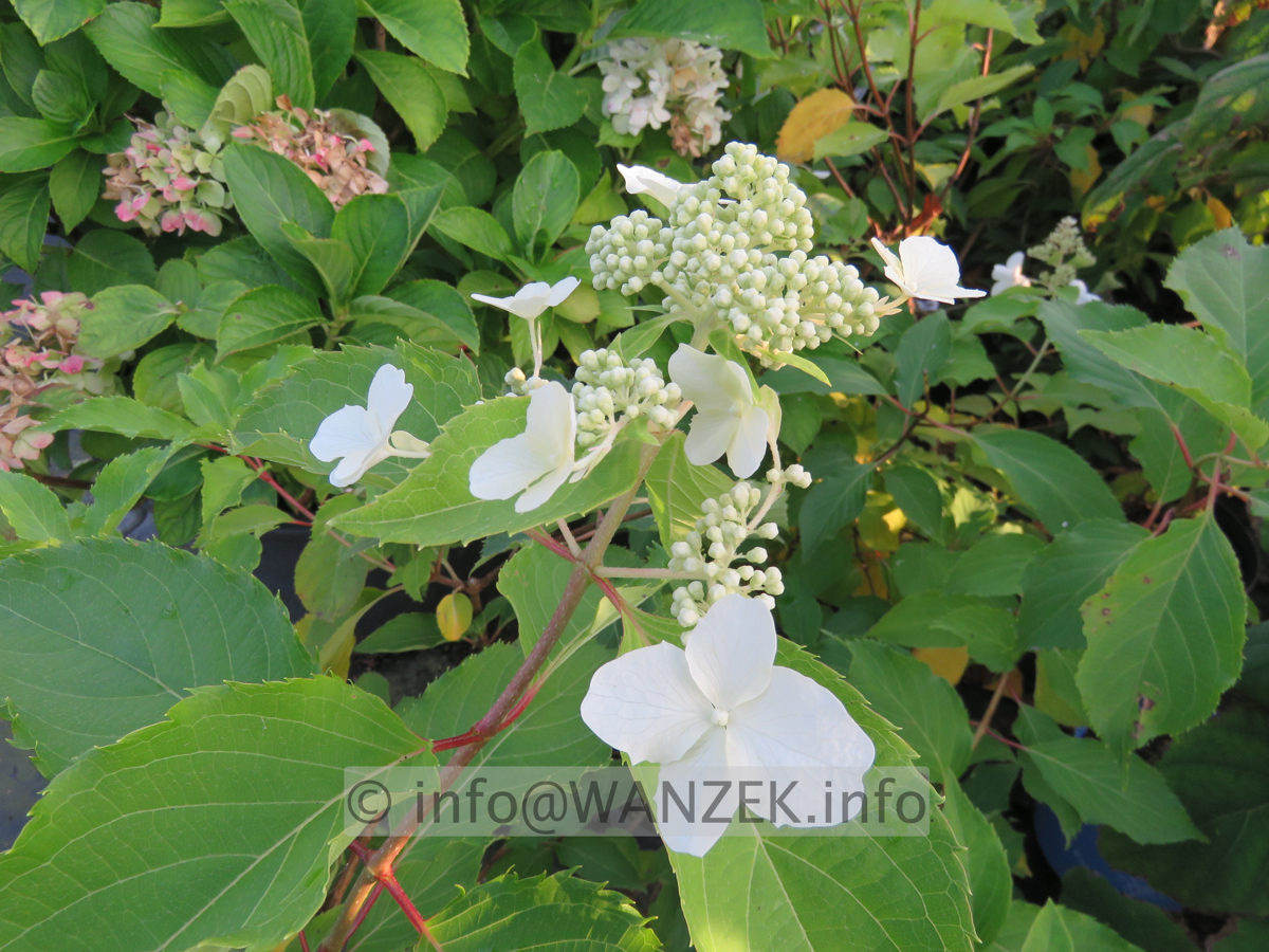 Hydrangea paniculata Levana kleine Nachbluete.JPG